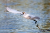 Egret;Egretta-thula;Snowy-Egret;Flying-Bird;action;active;aerodynamic;behavior;f